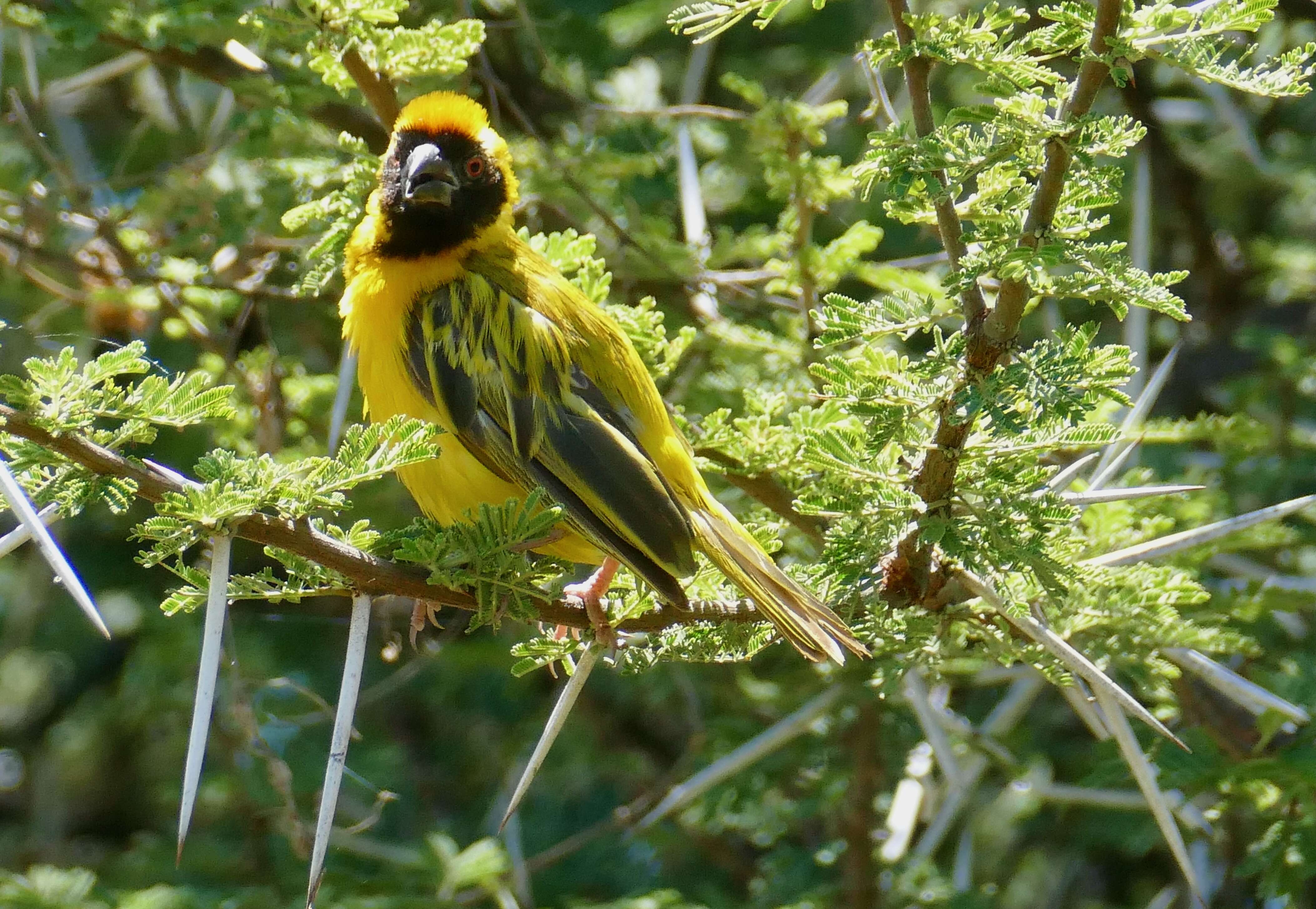 Image of African Masked Weaver