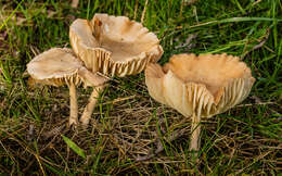 Image of Marasmius oreades (Bolton) Fr. 1836