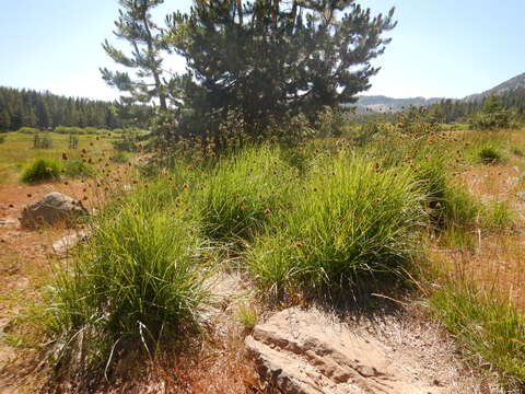 Image of Thick-Head Sedge