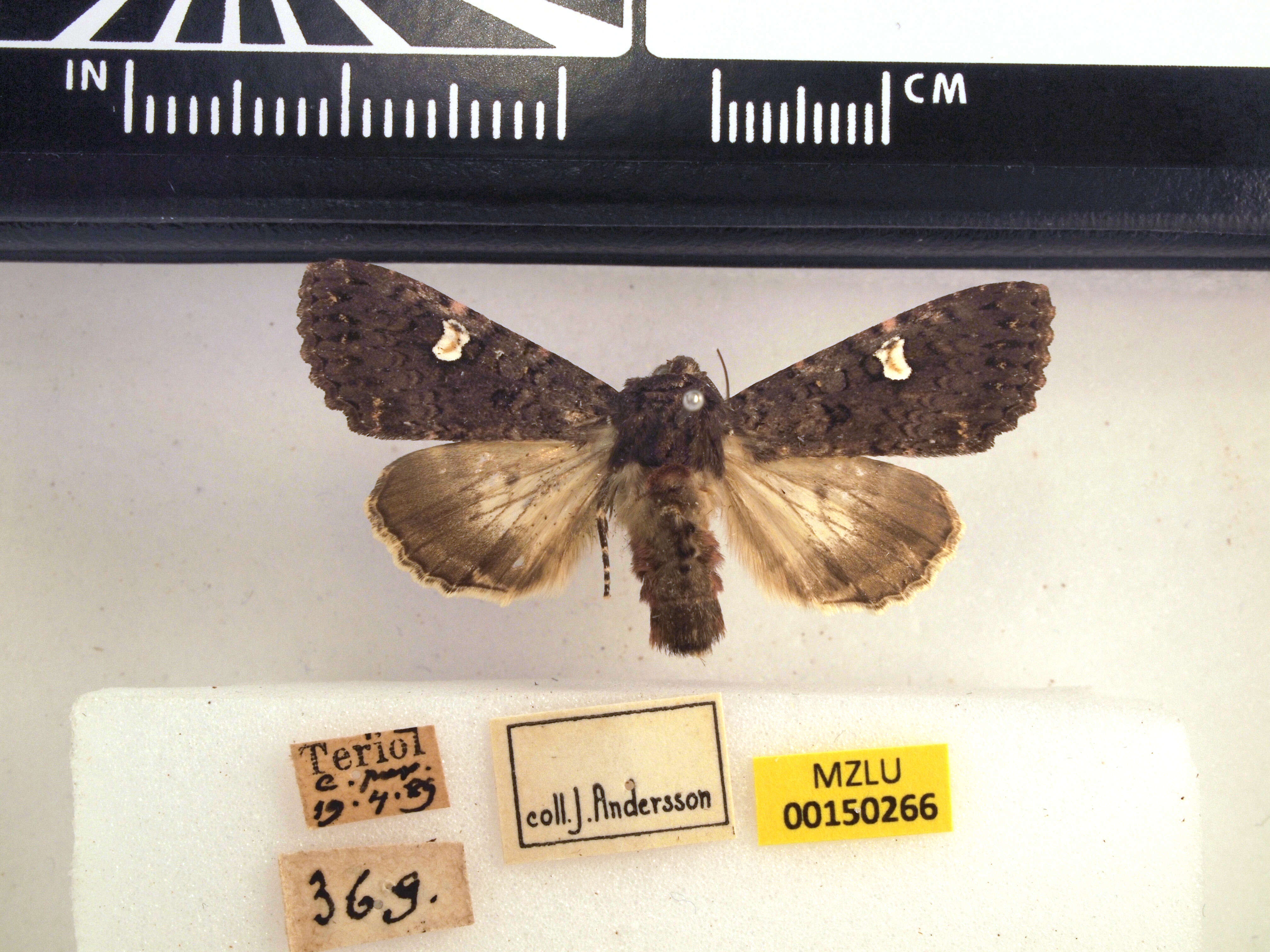 Image of dot moth