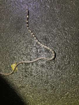 Image of Mountain Wolf Snake