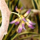 Image of Mucuna interrupta Gagnep.