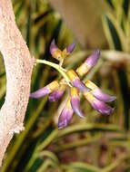 Imagem de Mucuna interrupta Gagnep.