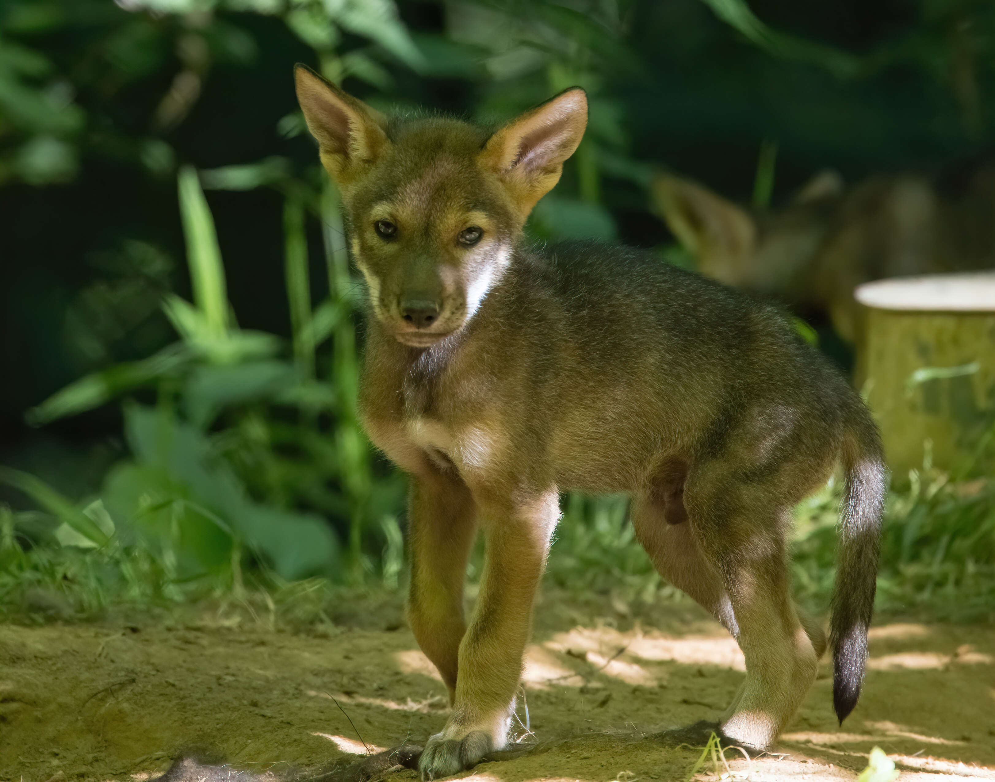 Image of Red wolf