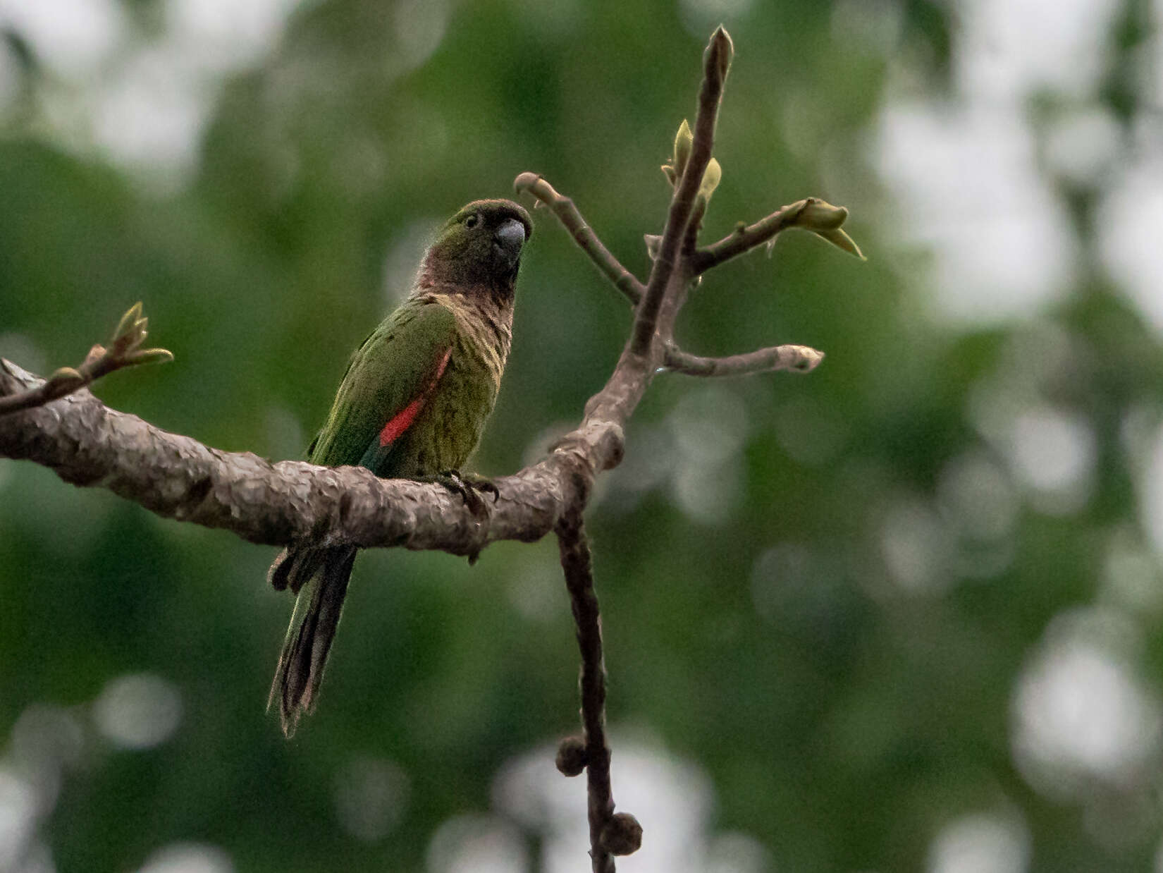 Image of Black-capped Parakeet