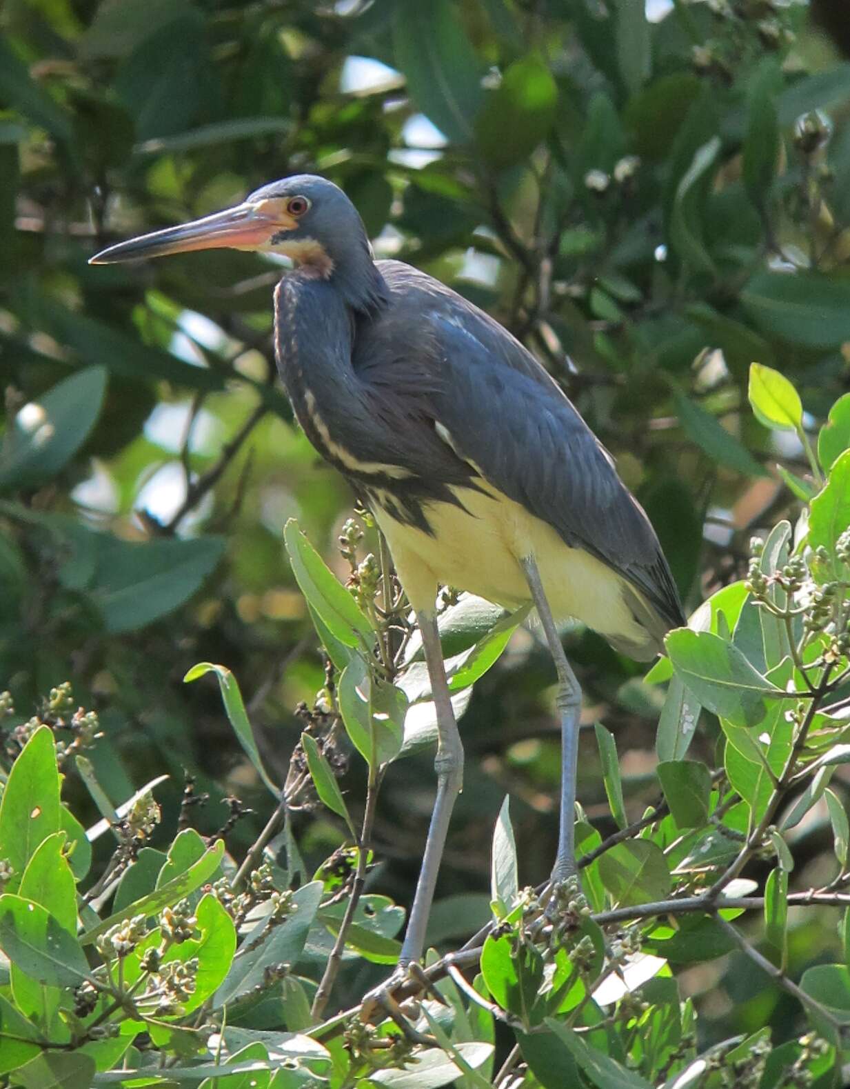 Image de Aigrette tricolore