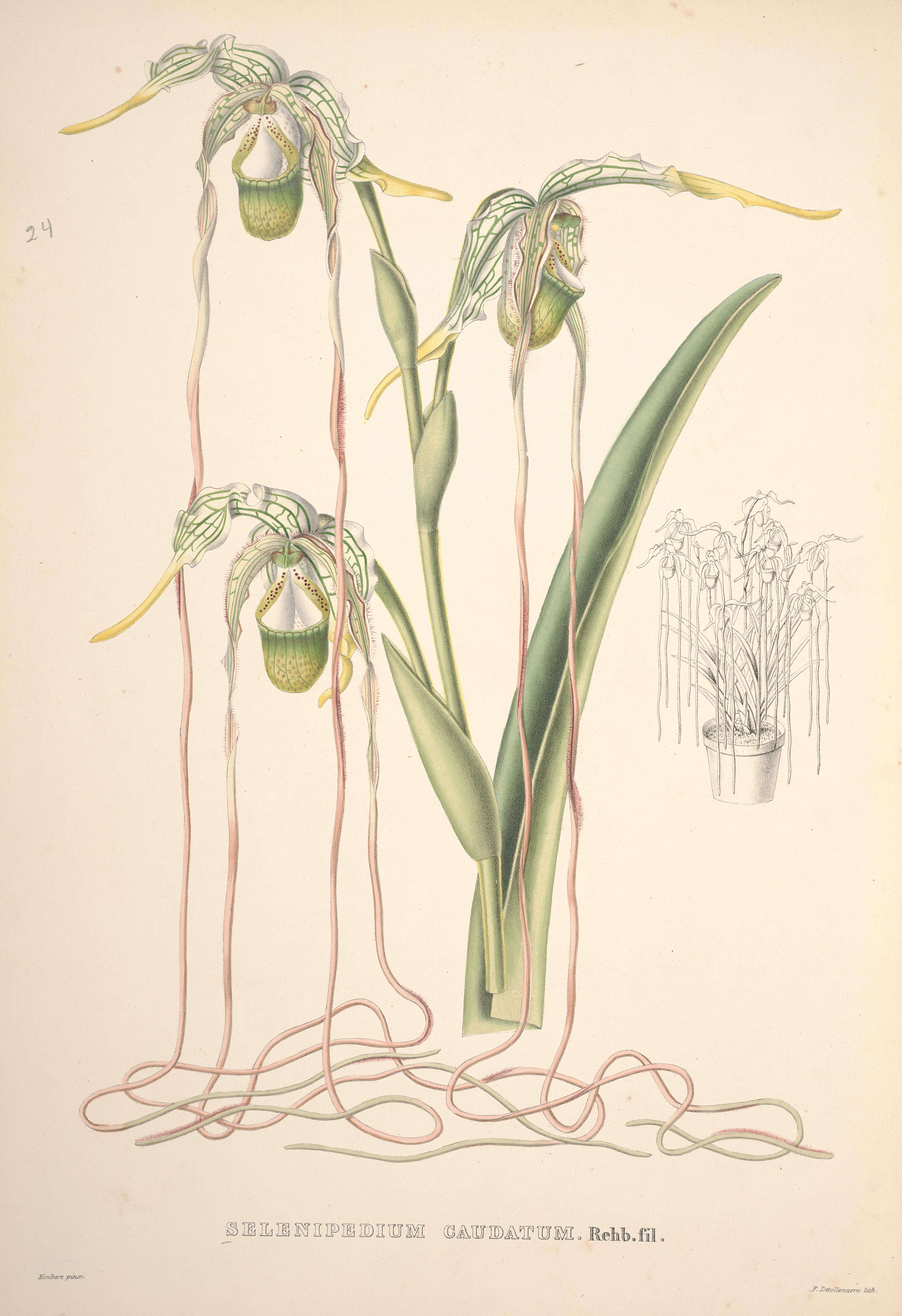 Image de Phragmipedium caudatum (Lindl.) Rolfe