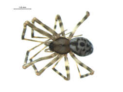 Image of Pimoa altioculata (Keyserling 1886)