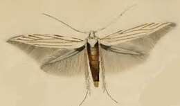 Image of Coleophora pennella