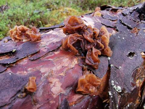 Image of Phaeotremella foliacea (Pers.) Wedin, J. C. Zamora & Millanes 2016