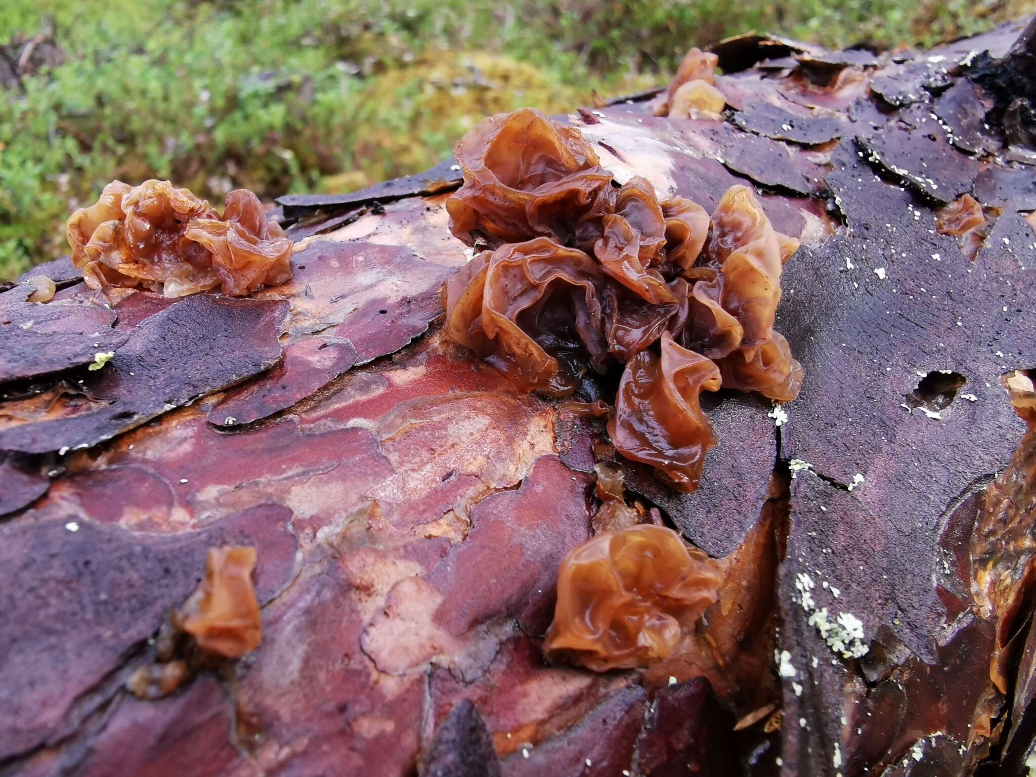 Image of Phaeotremella foliacea (Pers.) Wedin, J. C. Zamora & Millanes 2016