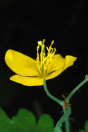 Image of celandine