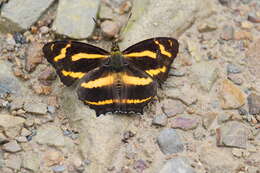 Image of Symbrenthia lilaea