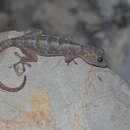 Image of Lauhachinda’s cave gecko