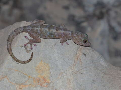 Image of Lauhachinda’s cave gecko