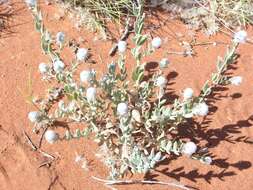 Image of Newcastelia cephalantha F. Muell.