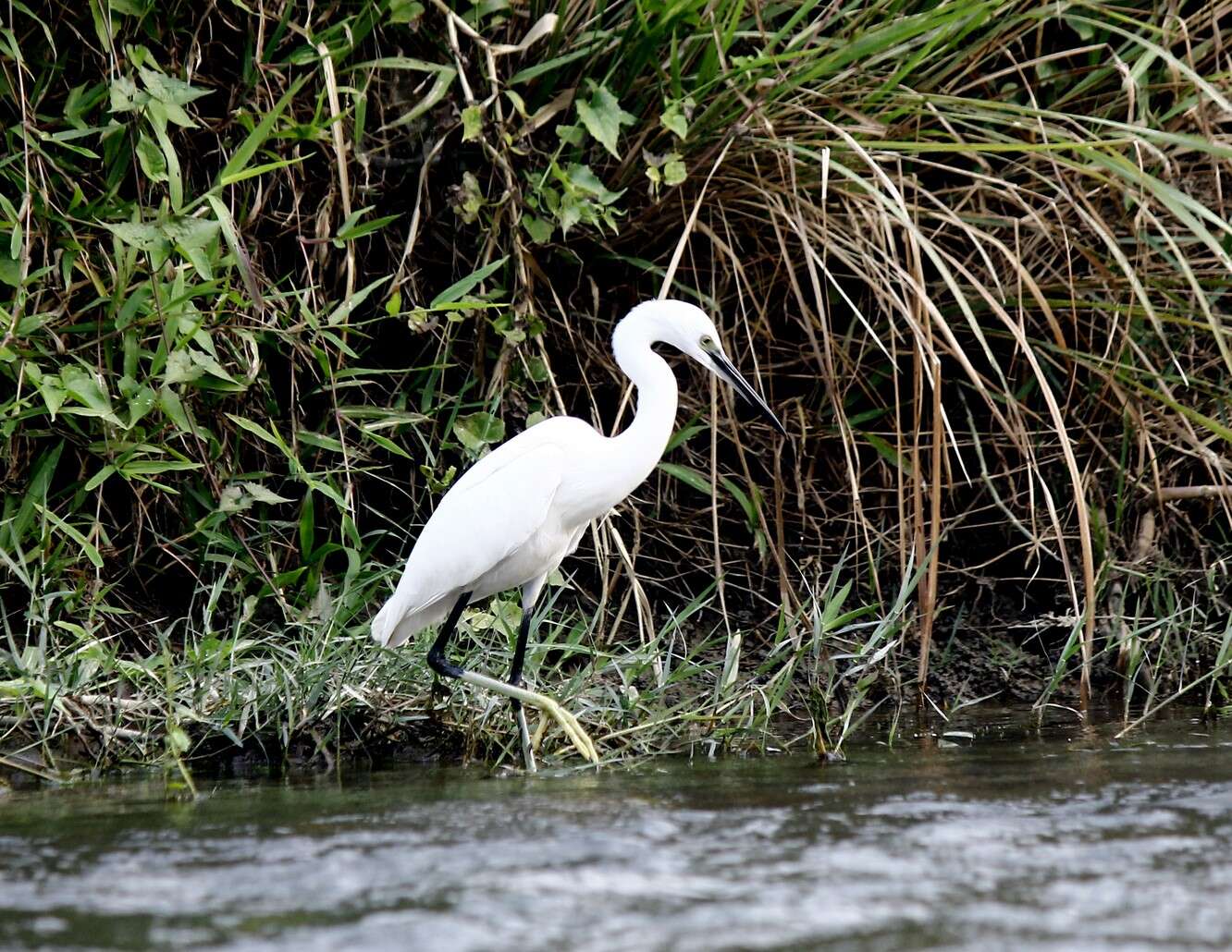 Image of Little Egret