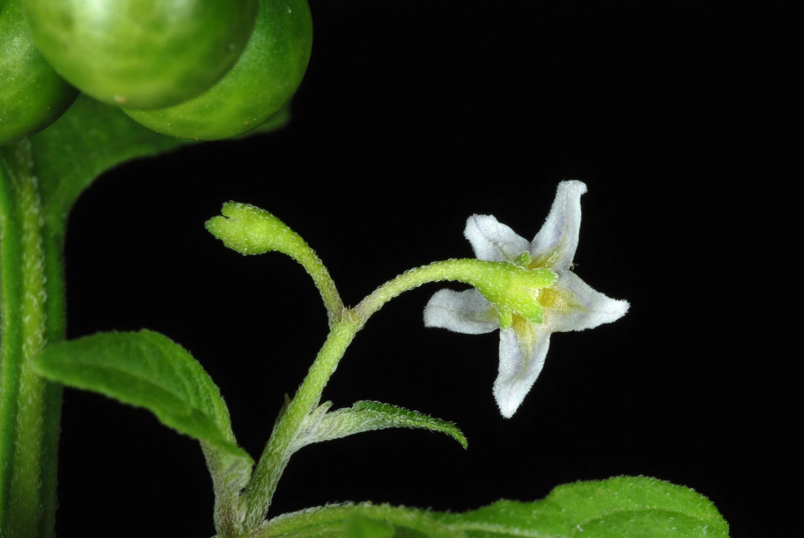 Plancia ëd Solanum ptychanthum Dun.