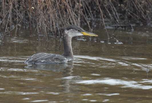 Image of Red-necked Grebe