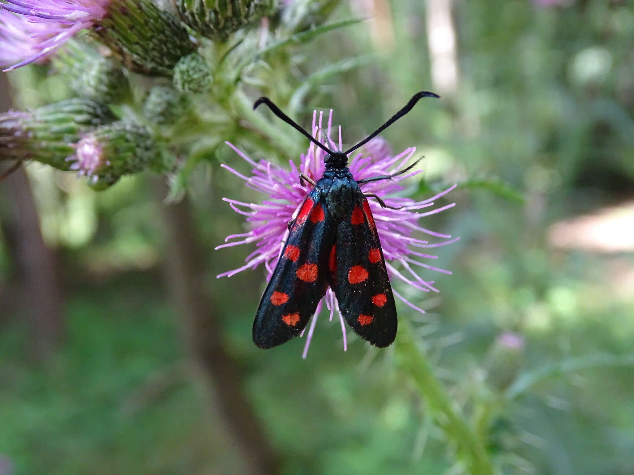 Image of Zygaena ephialtes Linnaeus 1767