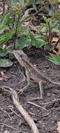 Image of Darwin's large fan-throated lizard