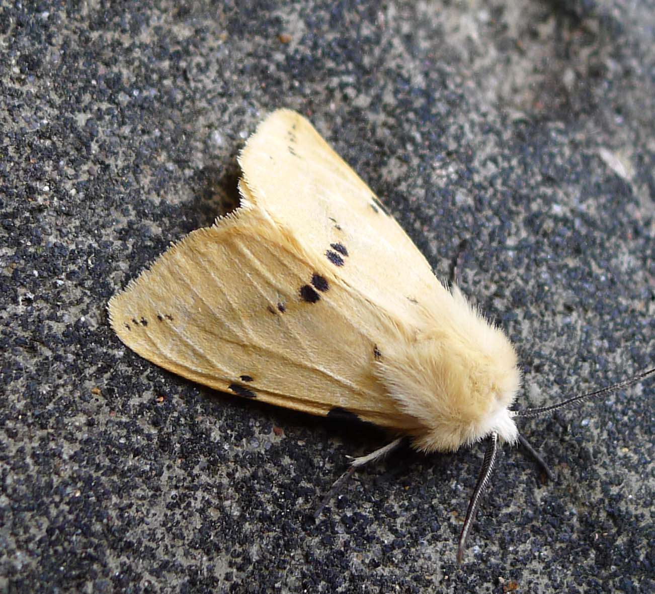 Spilosoma lutea Hüfnagel 1766 resmi