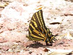 Sivun Papilio pilumnus Boisduval 1836 kuva