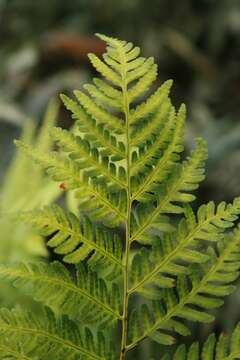 Image de Dryopteris celsa (W. Palmer) Knowlton