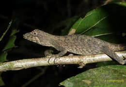 Image of Green Fan-throated lizard