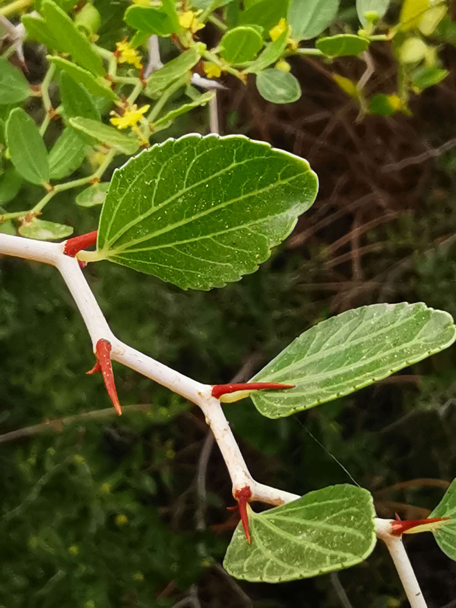 Plancia ëd Ziziphus lotus (L.) Lam.