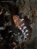 Image of Barred Blenny