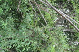 Image of Pacific willow