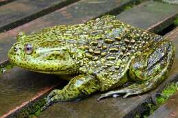 Image of Chilean Toad