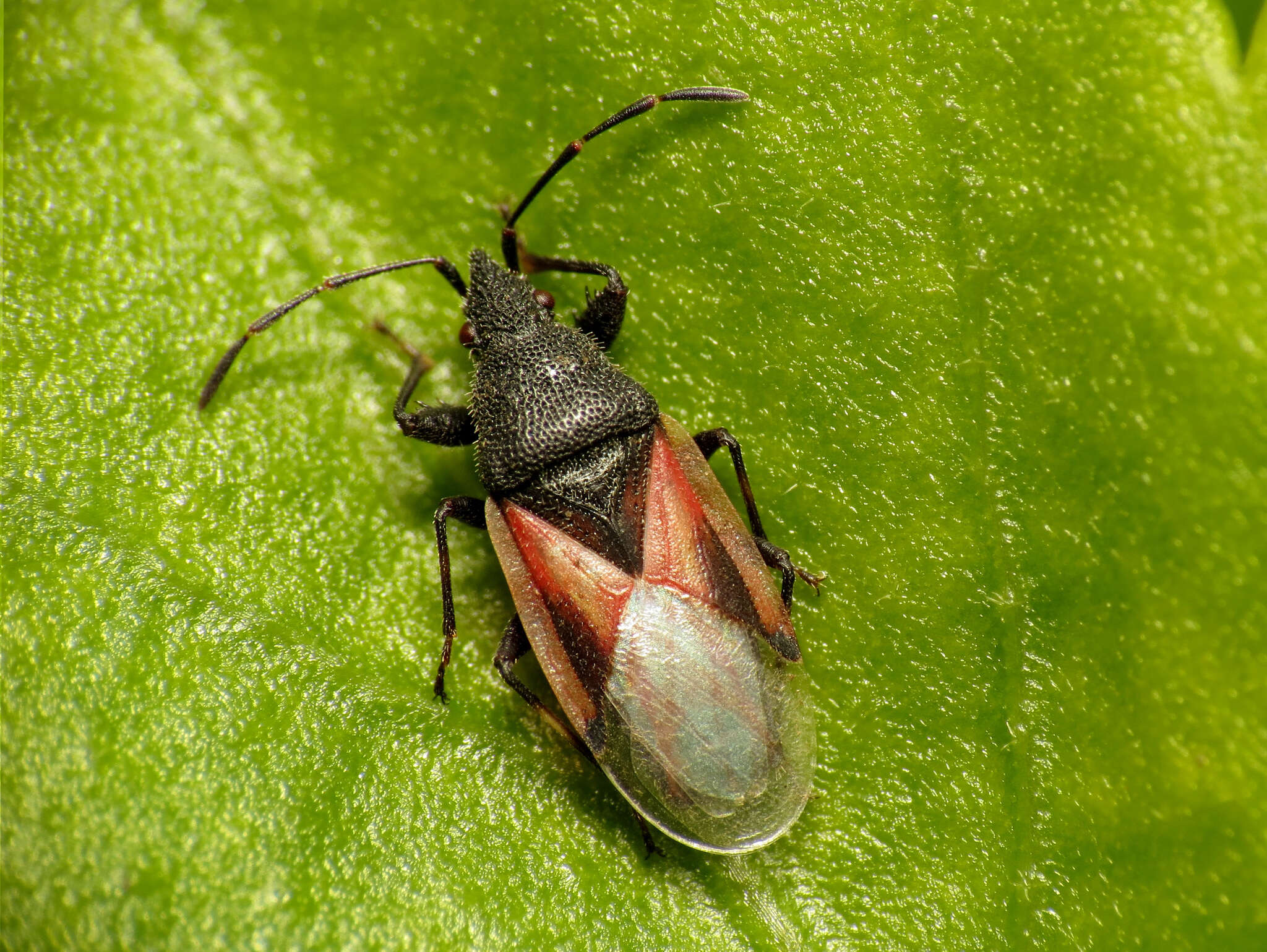 Image de Oxycarenus (Oxycarenus) lavaterae Fabricius & J. C. 1787