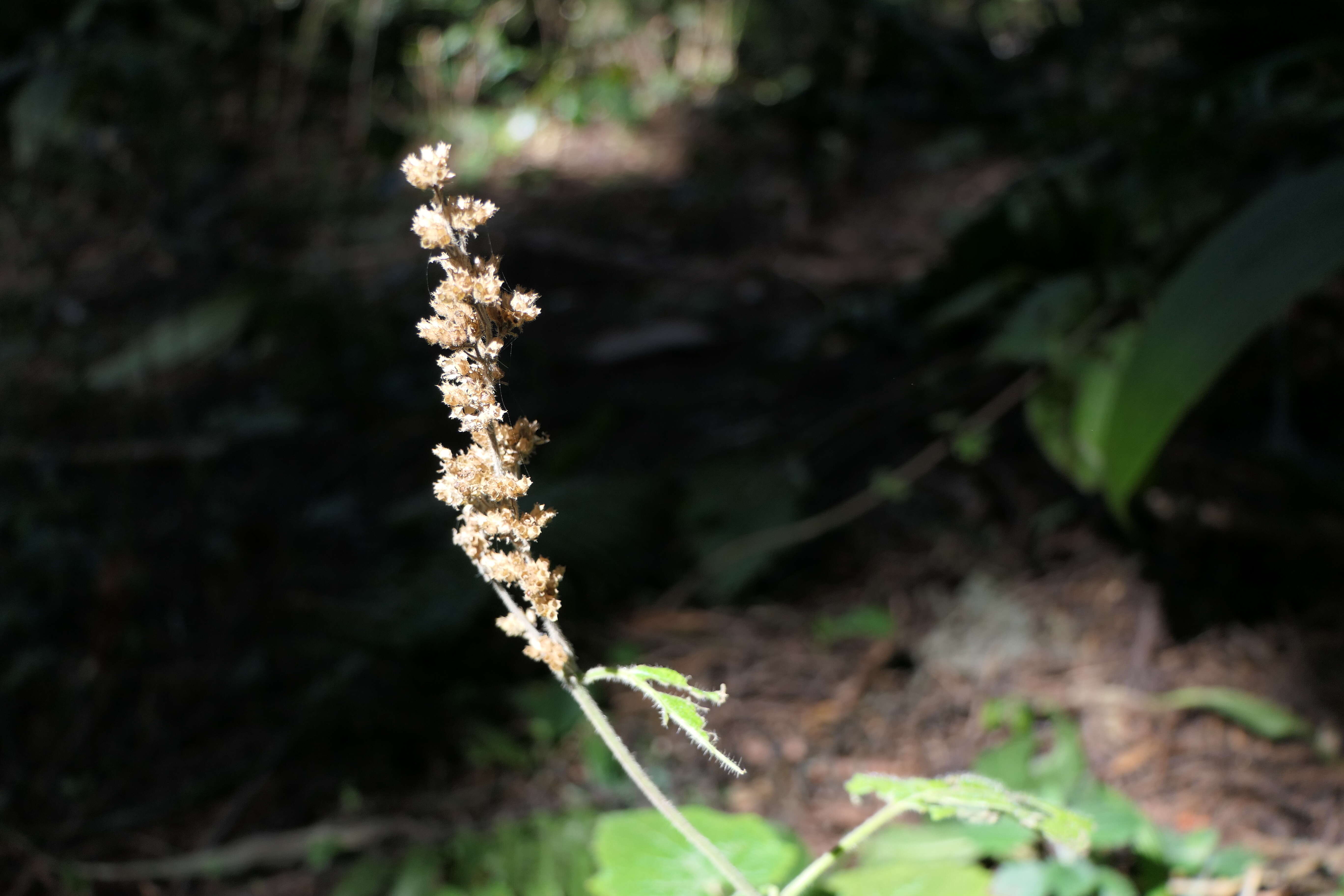 Image de Craniotome furcata (Link) Kuntze