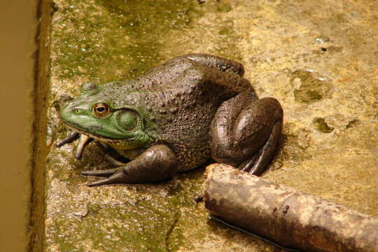 Image of American Bullfrog