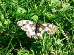 Image of marbled white