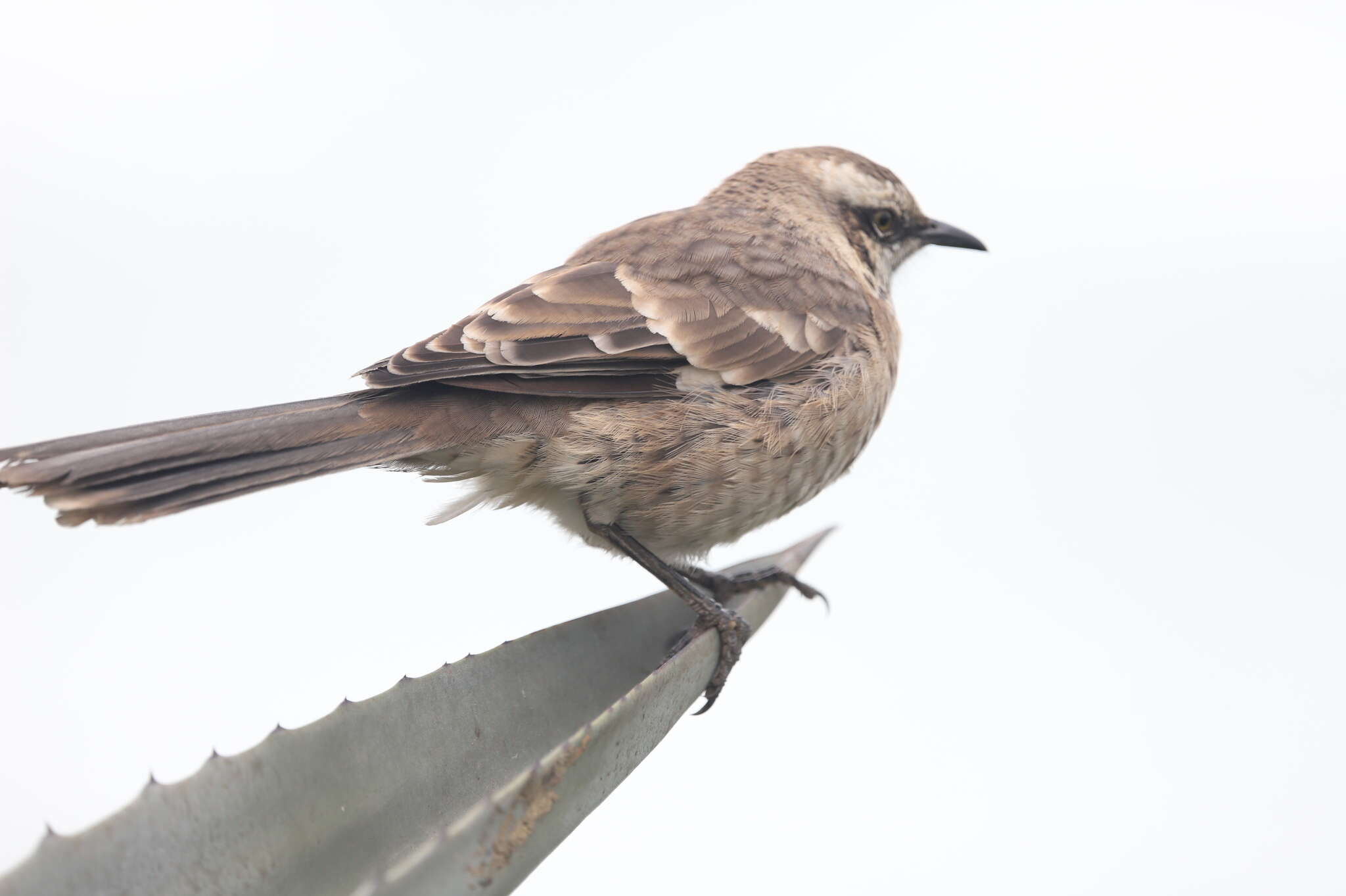 Image of Long-tailed Mockingbird