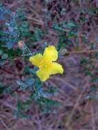 Plancia ëd Hypericum tetrapetalum Lam.