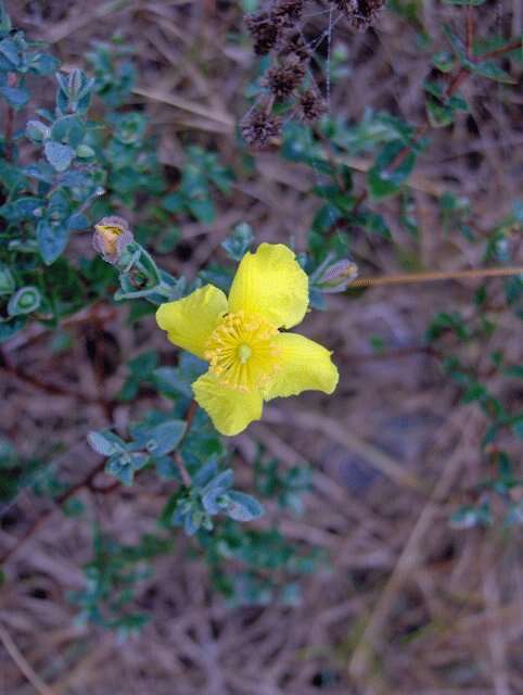 Plancia ëd Hypericum tetrapetalum Lam.