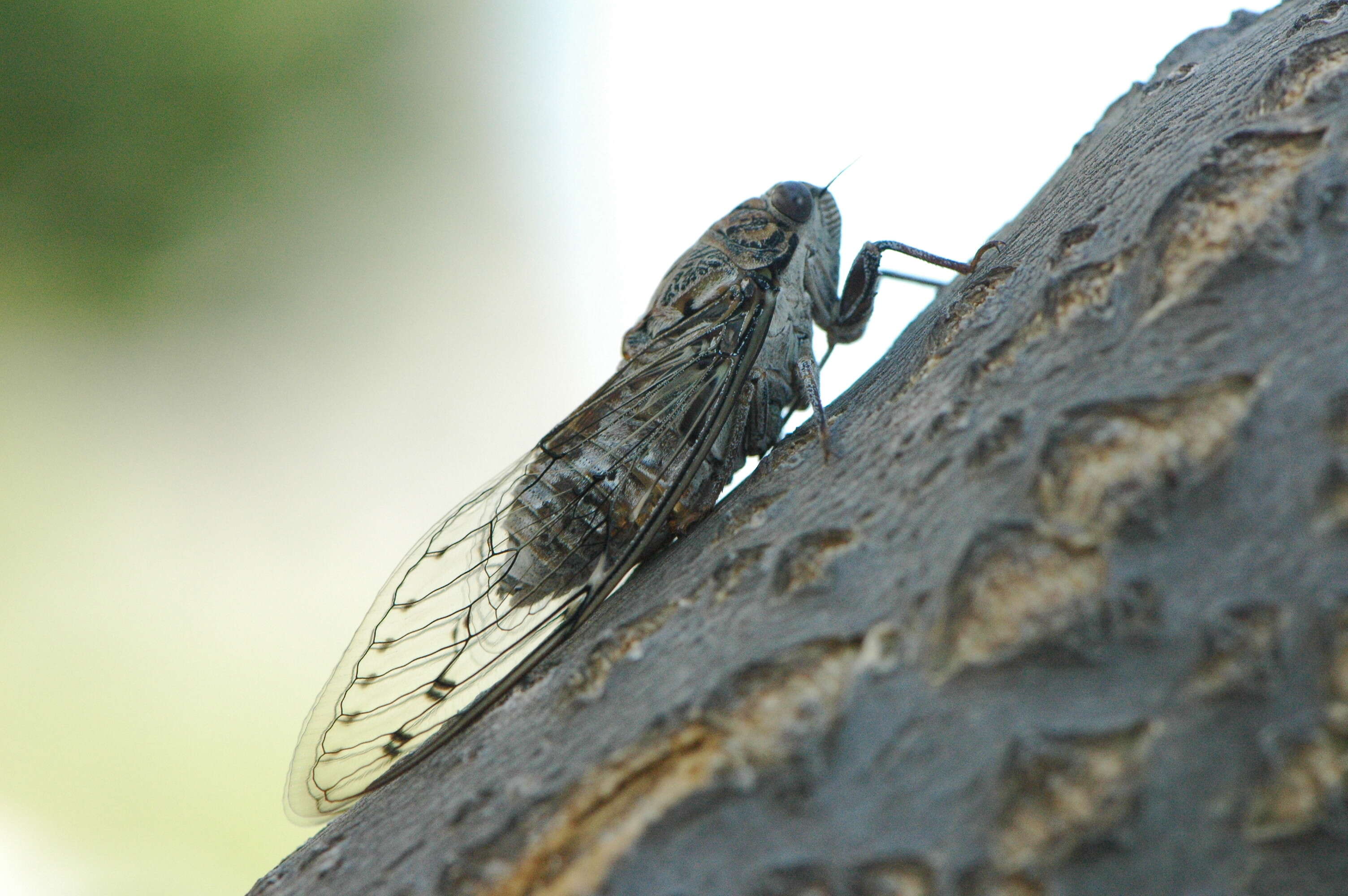 Sivun Cicada barbara (Stal 1866) kuva