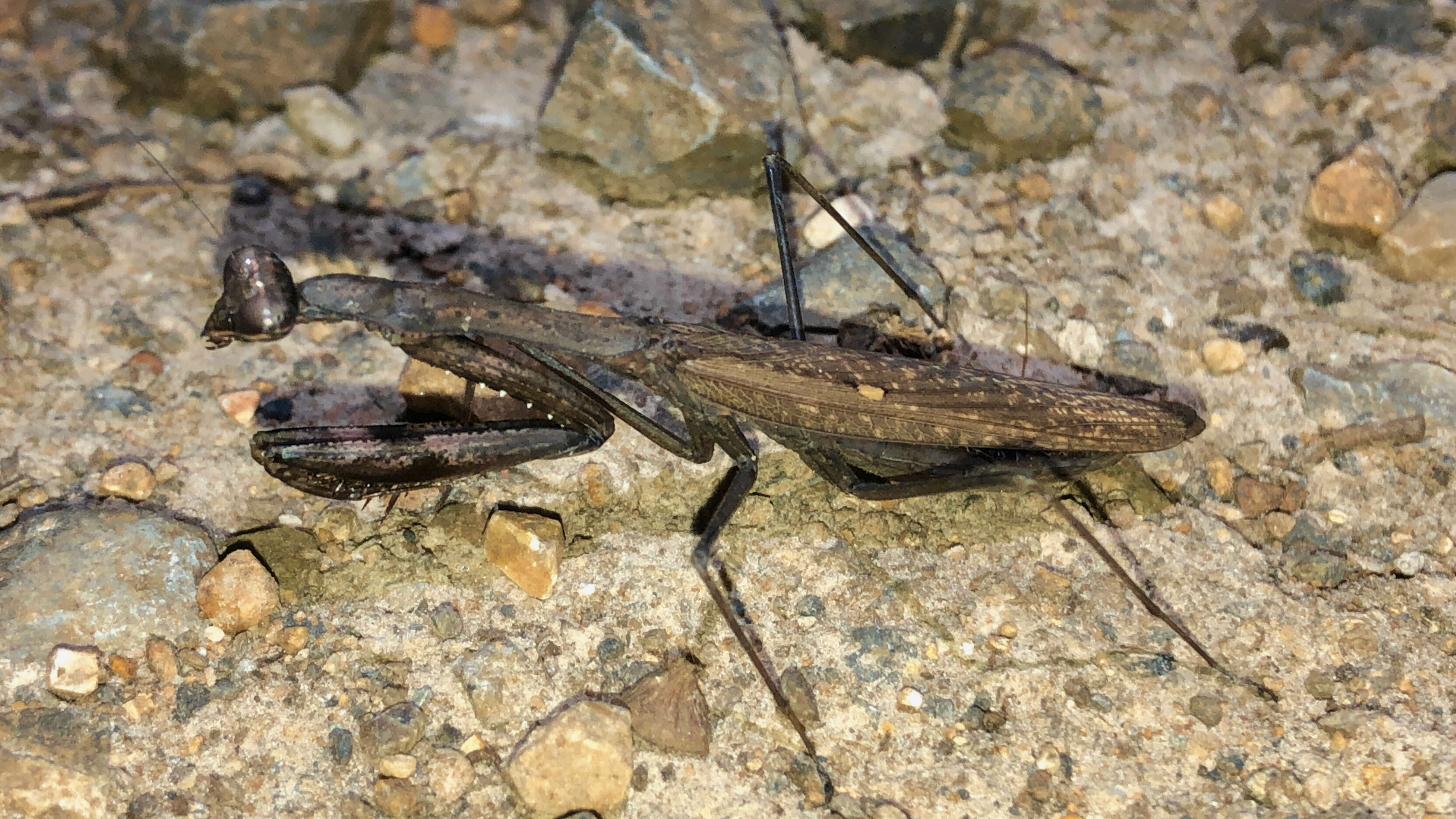 Image of Statilia maculata Thunberg 1784