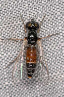 Image of Tomomyzinae