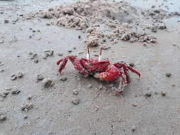 Image of red ghost crab