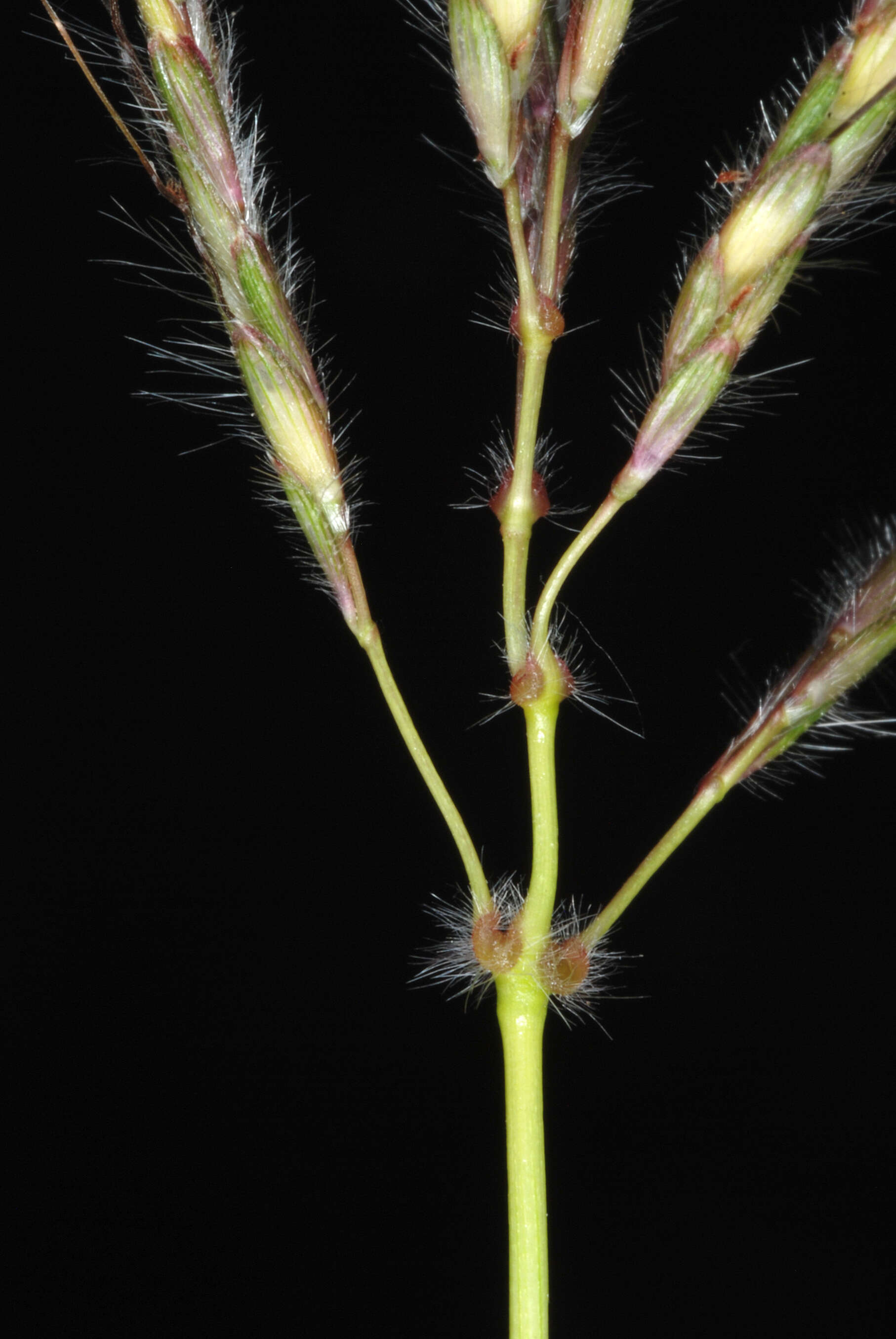 Image of Kleberg's bluestem