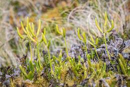 Image de Lycopode en massue