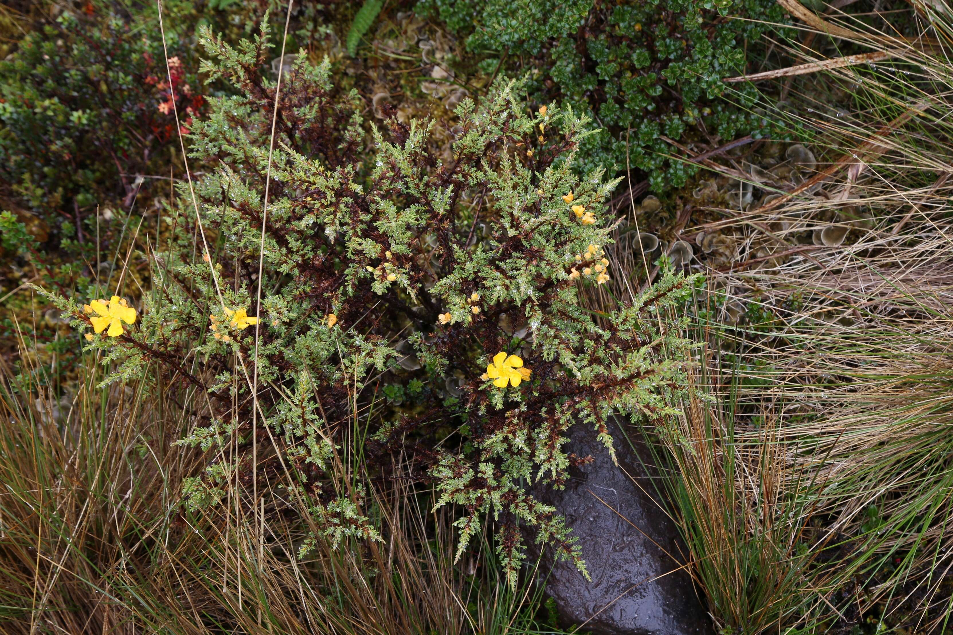 Imagem de Hypericum laricifolium Juss.