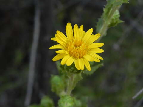 Image of Hazardia berberidis (A. Gray) Greene