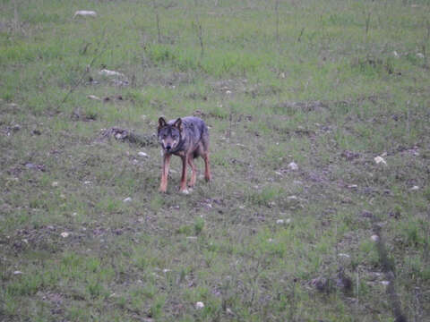 Image of Canis lupus italicus