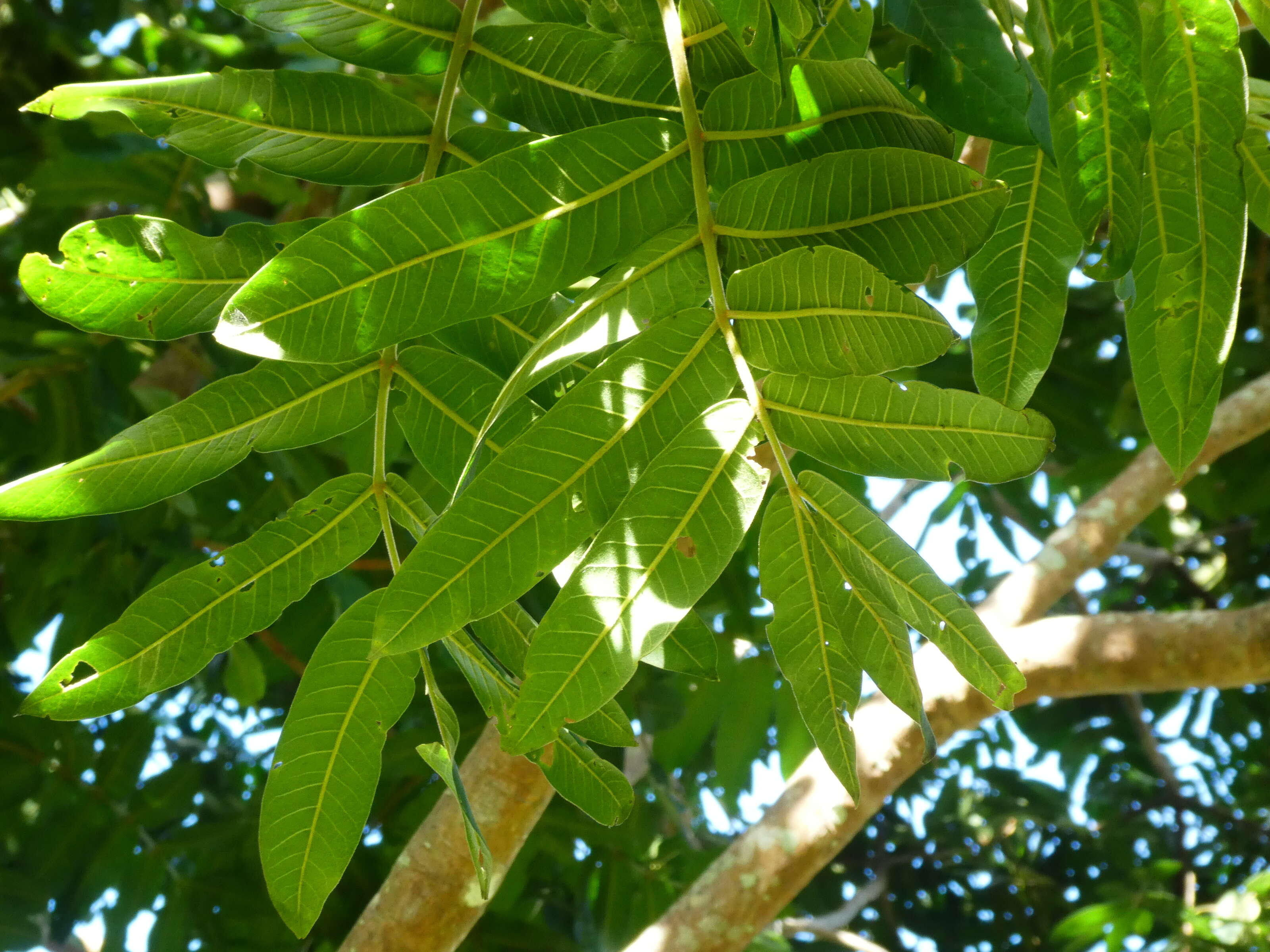 Image of Flindersia schottiana F. Müll.